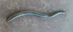 Millipedes